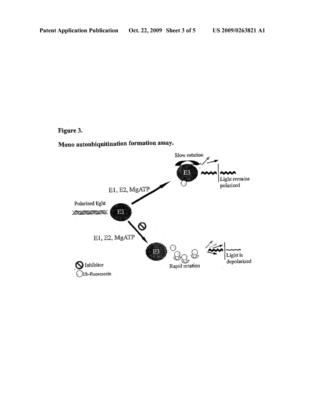 Ubiquitin Ligase Assays And Related Reagents - diagram, schematic, and image 04