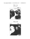 Production method of dielectric particles diagram and image