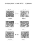 METHOD FOR OBTAINING HUMAN SMOOTH MUSCULAR CELLS AND USES THEREOF diagram and image