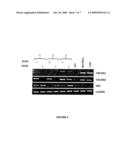 METHOD FOR OBTAINING HUMAN SMOOTH MUSCULAR CELLS AND USES THEREOF diagram and image