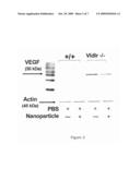 Inhibition of Neovascularization by Cerium Oxide Nanoparticles diagram and image