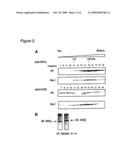 IDENTIFICATION OF SUBSTANCES THAT INHIBIT NEMO OLIGOMERIZATION diagram and image