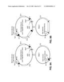 System for capturing and modifying large pieces of genomic DNA and constructing organisms with synthetic chloroplasts diagram and image