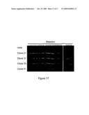 System for capturing and modifying large pieces of genomic DNA and constructing organisms with synthetic chloroplasts diagram and image