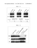 Mutant Paramyxovirus and Method for Production Thereof diagram and image