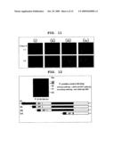 Mutant Paramyxovirus and Method for Production Thereof diagram and image