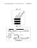 Mutant Paramyxovirus and Method for Production Thereof diagram and image