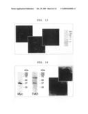 Mutant Paramyxovirus and Method for Production Thereof diagram and image