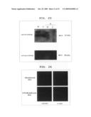 Mutant Paramyxovirus and Method for Production Thereof diagram and image