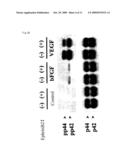 METHOD OF INHIBITING ANGIOGENESIS BY USING EPHRIN B2 diagram and image