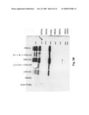 Cell specific replication-competent viral vectors comprising a self processing peptide cleavage site diagram and image