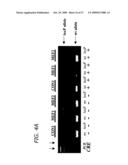 ABI1/HSSH3BP1 CONDITIONAL KNOCKOUT MOUSE diagram and image