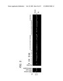 ABI1/HSSH3BP1 CONDITIONAL KNOCKOUT MOUSE diagram and image