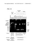 ABI1/HSSH3BP1 CONDITIONAL KNOCKOUT MOUSE diagram and image