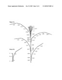 PRODUCTION OF POLYHYDROXYBUTYRATE IN SWITCHGRASS diagram and image