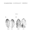 METHOD FOR AGROBACTERIUM-MEDIATED TRANSFORMATION OF PLANTS diagram and image