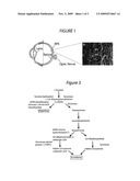 RETINAL PIGMENT EPITHELIAL STEM CELLS diagram and image