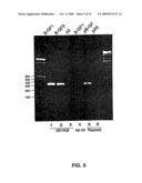 Recombinant RSV Virus Expression Systems And Vaccines diagram and image