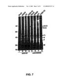 Recombinant RSV Virus Expression Systems And Vaccines diagram and image