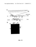 Recombinant RSV Virus Expression Systems And Vaccines diagram and image