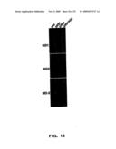 Recombinant RSV Virus Expression Systems And Vaccines diagram and image