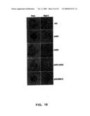 Recombinant RSV Virus Expression Systems And Vaccines diagram and image