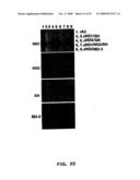 Recombinant RSV Virus Expression Systems And Vaccines diagram and image