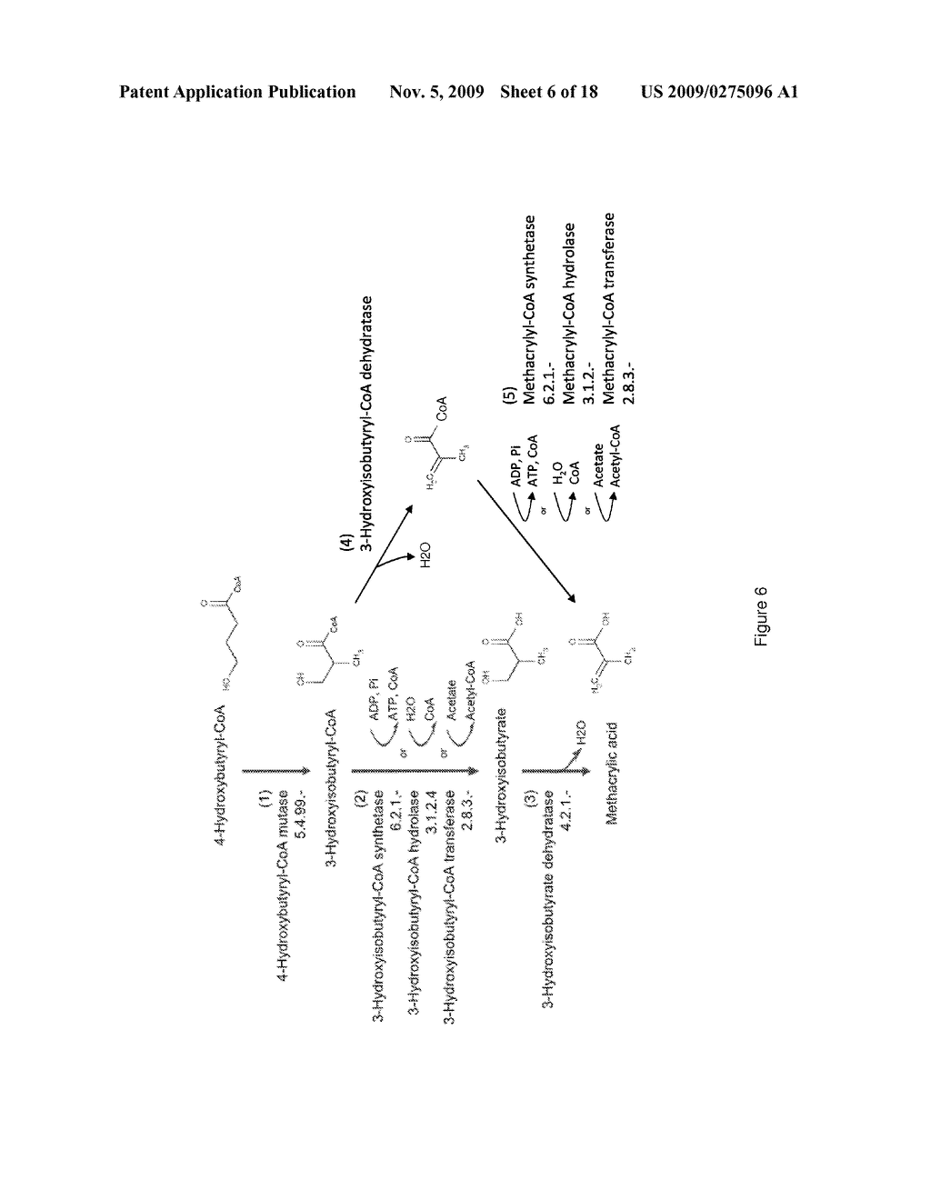 MICROORGANISMS FOR THE PRODUCTION OF METHACRYLIC ACID - diagram, schematic, and image 07