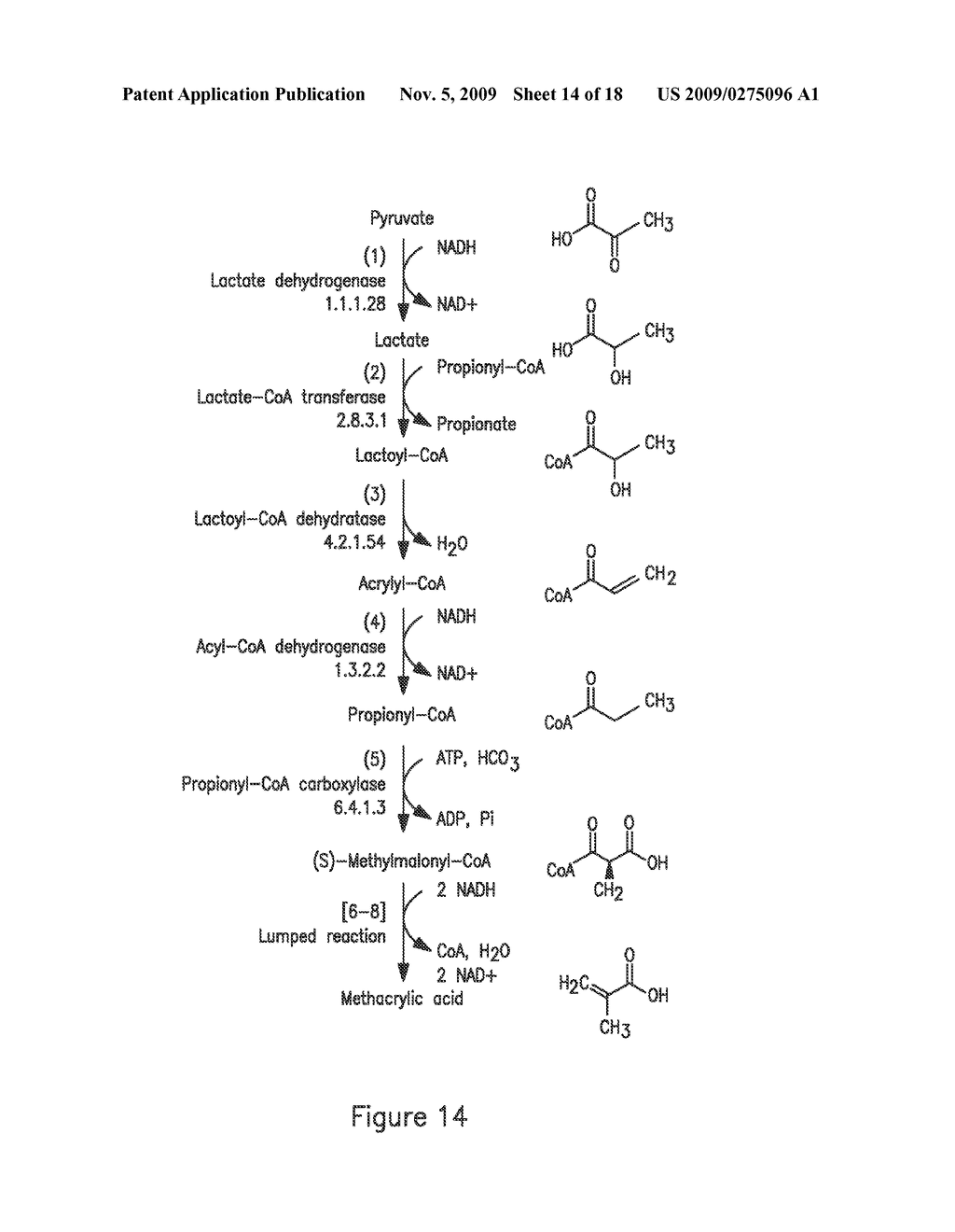 MICROORGANISMS FOR THE PRODUCTION OF METHACRYLIC ACID - diagram, schematic, and image 15