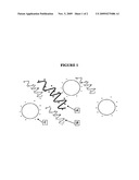 NUCLEIC ACID SEPARATION AND PURIFICATION METHOD BASED ON REVERSIBLE CHARGE INTERACTIONS diagram and image