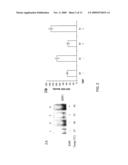 ELECTROMAGNETIC FIELD THERAPY DELAYS CELLULAR SENESCENCE AND DEATH BY ENHANCEMENT OF THE HEAT SHOCK RESPONSE diagram and image