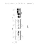 ELECTROMAGNETIC FIELD THERAPY DELAYS CELLULAR SENESCENCE AND DEATH BY ENHANCEMENT OF THE HEAT SHOCK RESPONSE diagram and image