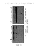 Protein formulations comprising s1-5 diagram and image