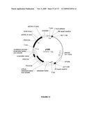 PLANTS HAVING ENHANCED YIELD-RELATED TRAITS AND A METHOD FOR MAKING THE SAME diagram and image