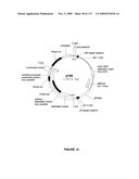 PLANTS HAVING ENHANCED YIELD-RELATED TRAITS AND A METHOD FOR MAKING THE SAME diagram and image