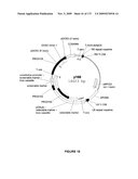 PLANTS HAVING ENHANCED YIELD-RELATED TRAITS AND A METHOD FOR MAKING THE SAME diagram and image