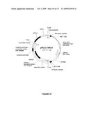 PLANTS HAVING ENHANCED YIELD-RELATED TRAITS AND A METHOD FOR MAKING THE SAME diagram and image