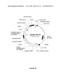 PLANTS HAVING ENHANCED YIELD-RELATED TRAITS AND A METHOD FOR MAKING THE SAME diagram and image