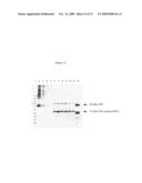 IMMUNIZATION OF FISH WITH PLANT-EXPRESSED RECOMBINANT PROTEINS diagram and image