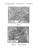 COMPOSITIONS OF ATOMIZED OR LYOPHILIZED MACA (Lepidium meyenii) EXTRACTS AND ATOMIZED OR LYOPHILIZED YACON (Smallanthus sanchifolius) EXTRACTS AS ADJUVANTS IN THE TREATMENT OF DIFFERENT CONDITIONS diagram and image