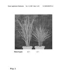 Novel gene regulating tillering and leaf morphology in plant and utilization of the same diagram and image