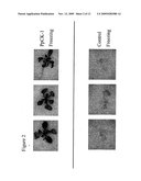 Casein Kinase Stress-Related Polypeptides and Methods of Use in Plants diagram and image