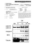 Regenerating and enhancing development of muscle tissue diagram and image