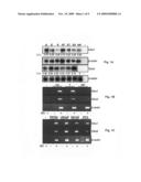 Aberrant expression of CKS1 and CKS2 and uses thereof diagram and image