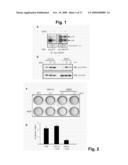 Anti-Met Monoclonal Antibody, Fragments and Vectors Thereof, for the Treatment of Tumors and Corresponding Products diagram and image