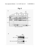 Anti-Met Monoclonal Antibody, Fragments and Vectors Thereof, for the Treatment of Tumors and Corresponding Products diagram and image