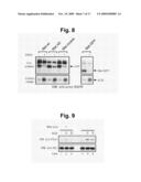 Anti-Met Monoclonal Antibody, Fragments and Vectors Thereof, for the Treatment of Tumors and Corresponding Products diagram and image