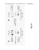 Anti-Met Monoclonal Antibody, Fragments and Vectors Thereof, for the Treatment of Tumors and Corresponding Products diagram and image