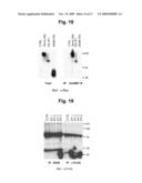 Anti-Met Monoclonal Antibody, Fragments and Vectors Thereof, for the Treatment of Tumors and Corresponding Products diagram and image