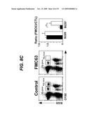 ANTI-CD19 ANTIBODIES AND USES IN ONCOLOGY diagram and image